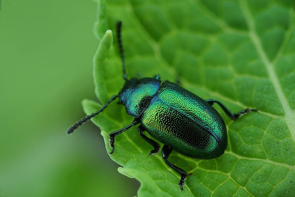 Gastrophysa (Gastrophysa) viridula (De Geer, 1775) Or Blue in green (M. Davis, 1959)<br />
5.3 mm long Chrysomelidae France,Gastrophysa viridula,Geotagged,Green Dock-Beetle (G. viridula)