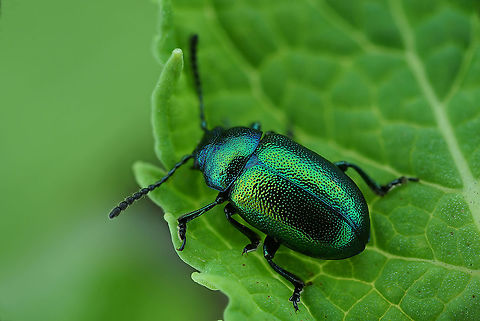 Gastrophysa (Gastrophysa) viridula (De Geer, 1775) Or Blue in green (M. Davis, 1959)
5.3 mm long Chrysomelidae France,Gastrophysa viridula,Geotagged,Green Dock-Beetle (G. viridula)