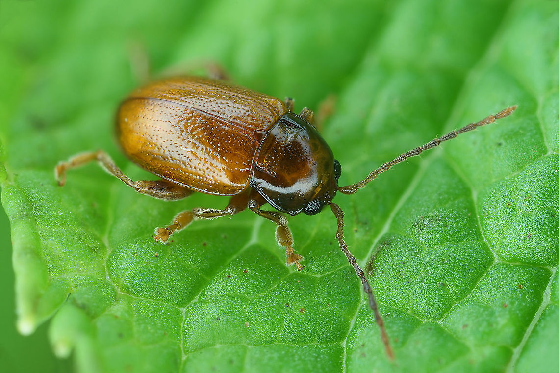 Neocrepidodera transversa (Marsham, 1802) 4 mm long Chrysomelidae France,Geotagged,Neocrepidodera transversa,Summer