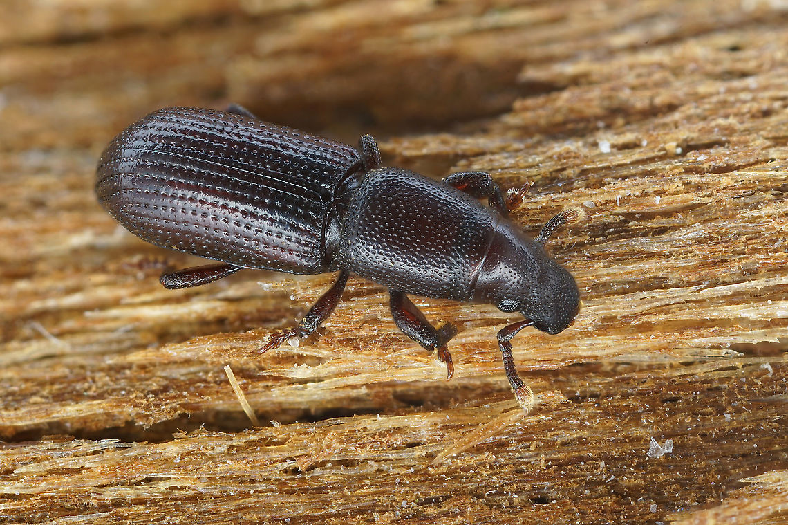 Rhyncolus (Rhyncolus) ater (Linnaeus, 1758) 4mm long Cossoninae France,Geotagged,Rhyncolus ater,Summer