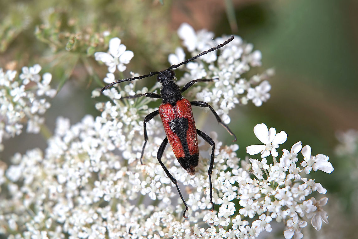 Stictoleptura (Stictoleptura) cordigera (Fuessly, 1775) 15 mm long Cerambycidae France,Geotagged,Lepturinae,Stictoleptura cordigera,Summer