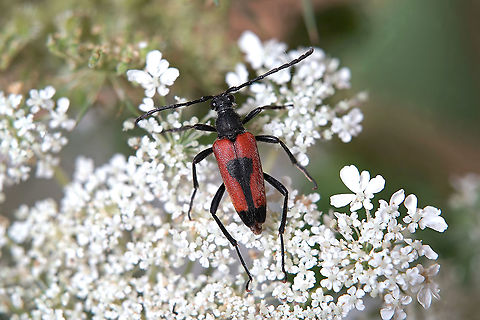 Stictoleptura (Stictoleptura) cordigera (Fuessly, 1775) 15 mm long Cerambycidae France,Geotagged,Lepturinae,Stictoleptura cordigera,Summer