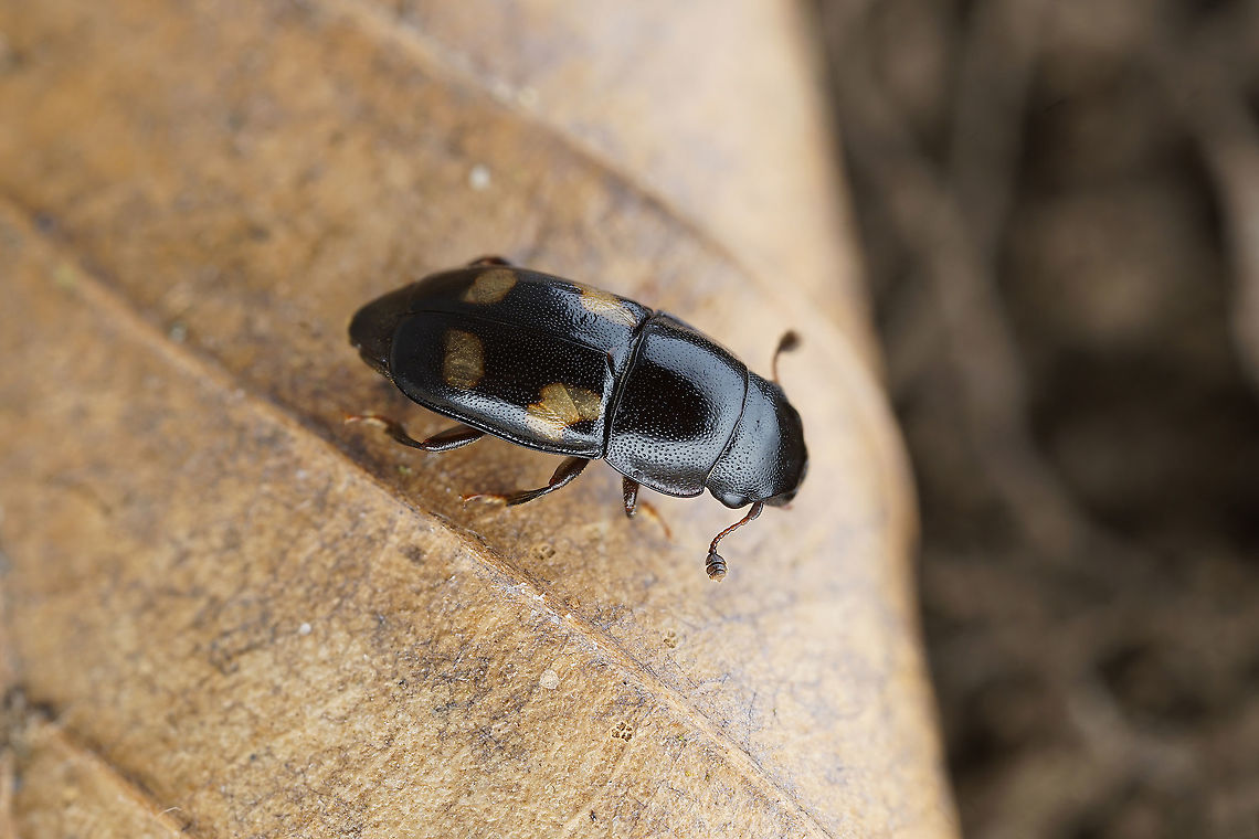 Glischrochilus (Librodor) quadriguttatus (Fabricius, 1776) 6.6 mm long Nitidulidae France,Geotagged,Glischrochilus quadriguttatus,Summer