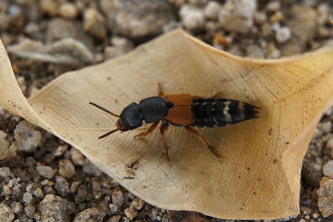 Platydracus (Platydracus) stercorarius (Olivier, 1795) 15 mm long Staphilidae<br />
<figure class="photo"><a href="https://www.jungledragon.com/image/119437/platydracus_platydracus_stercorarius_olivier_1795.html" title="Platydracus (Platydracus) stercorarius (Olivier, 1795)"><img src="https://s3.amazonaws.com/media.jungledragon.com/images/3890/119437_thumb.jpg?AWSAccessKeyId=05GMT0V3GWVNE7GGM1R2&Expires=1767225610&Signature=AvUXdUOVQLalsPbrEJR7lAegQcI%3D" width="200" height="134" alt="Platydracus (Platydracus) stercorarius (Olivier, 1795) 15 mm long Staphilidae<br />
https://www.jungledragon.com/image/119435/platydracus_platydracus_stercorarius_olivier_1795.html France,Geotagged,Platydracus stercorarius,Summer" /></a></figure> France,Geotagged,Platydracus stercorarius,Summer