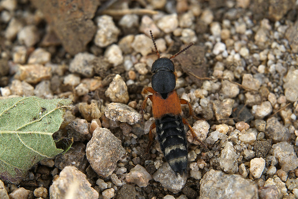 Platydracus (Platydracus) stercorarius (Olivier, 1795) 15 mm long Staphilidae<br />
<figure class="photo"><a href="https://www.jungledragon.com/image/119435/platydracus_platydracus_stercorarius_olivier_1795.html" title="Platydracus (Platydracus) stercorarius (Olivier, 1795)"><img src="https://s3.amazonaws.com/media.jungledragon.com/images/3890/119435_thumb.JPG?AWSAccessKeyId=05GMT0V3GWVNE7GGM1R2&Expires=1767225610&Signature=tRSCxjSCPpKwmof%2BSfzKxDQe0wg%3D" width="200" height="134" alt="Platydracus (Platydracus) stercorarius (Olivier, 1795) 15 mm long Staphilidae<br />
https://www.jungledragon.com/image/119437/platydracus_platydracus_stercorarius_olivier_1795.html France,Geotagged,Platydracus stercorarius,Summer" /></a></figure> France,Geotagged,Platydracus stercorarius,Summer