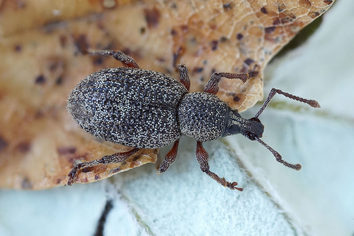Otiorhynchus (Metopiorrhynchus) impressiventris Fairmaire,1859 6 mm long Entiminae  France,Geotagged,Otiorhynchus impressiventris,Summer