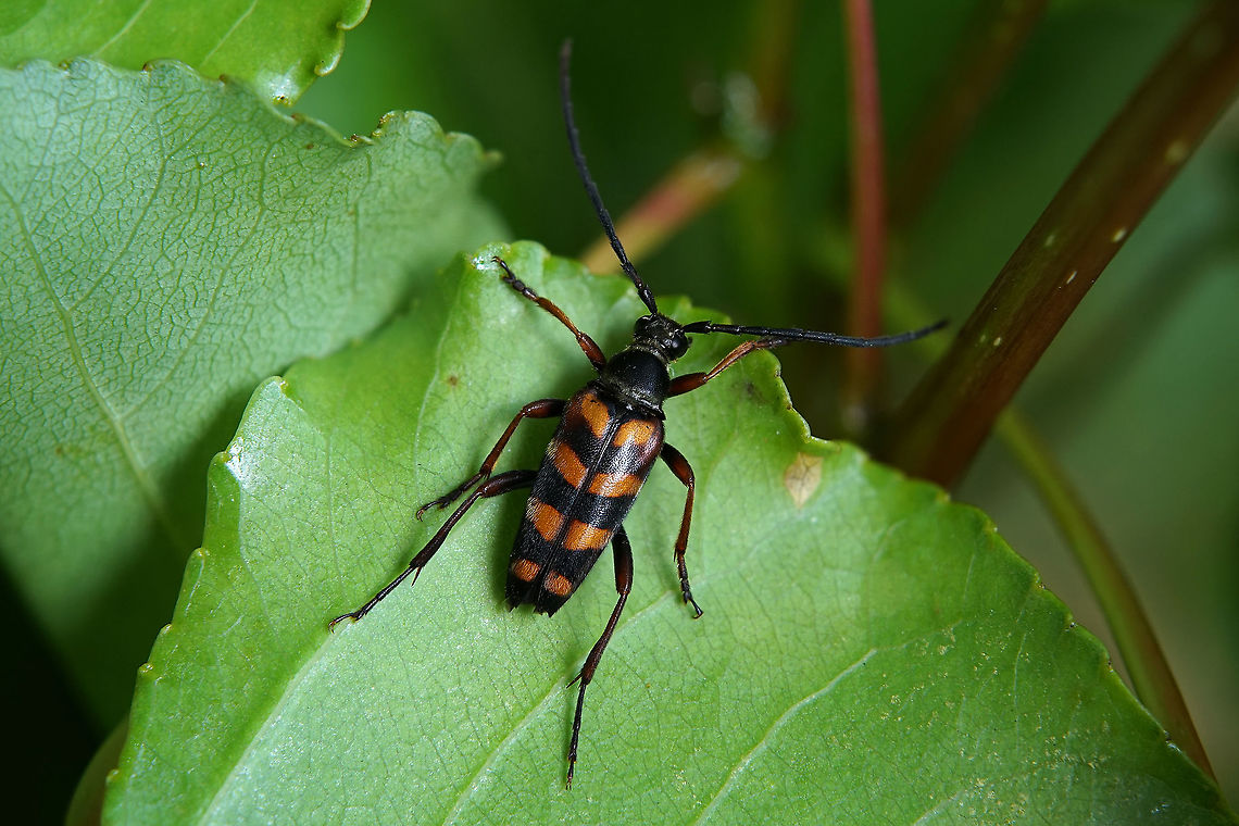 Leptura aurulenta Fabricius, 1792 14 mm long Cerambycidae France,Geotagged,Leptura aurulenta,Summer