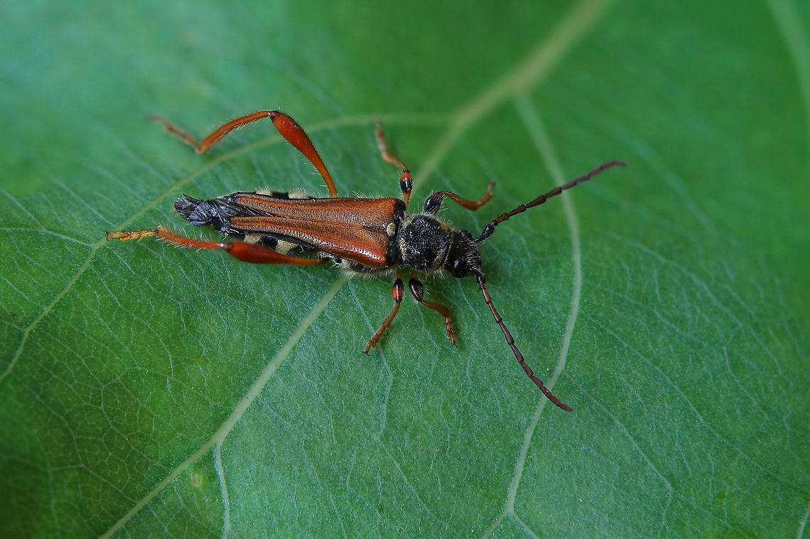 Stenopterus rufus (Linnaeus, 1767) 14 mm long Cerambycidae France,Geotagged,Stenopterus rufus,Summer