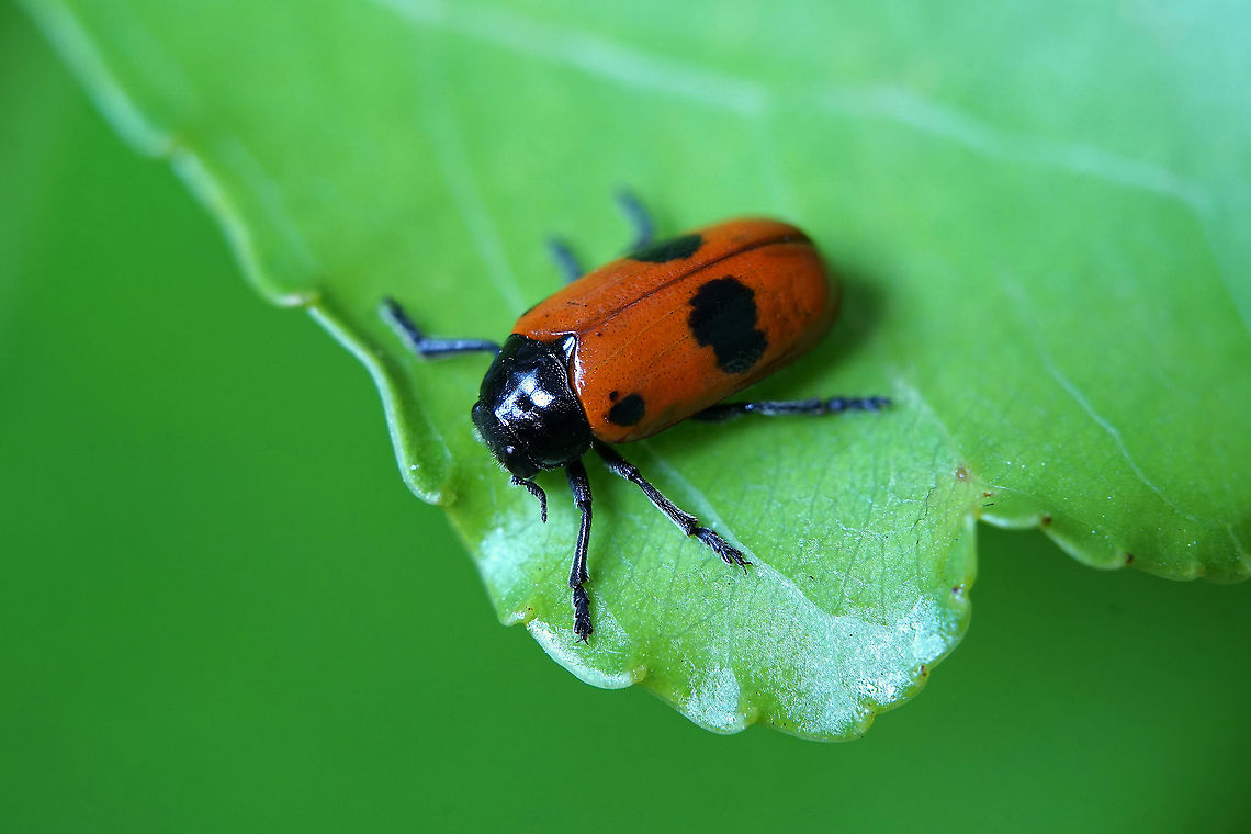 Clytra (Clytra) laeviuscula Ratzeburg, 1837 8.5 mm long Chrysomelidae Clytra laeviuscula,France,Geotagged,Summer