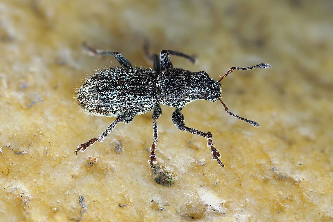 Andrion regensteinense (Herbst, 1797) 4 mm long Entiminae Andrion regensteinense,France,Geotagged,Summer