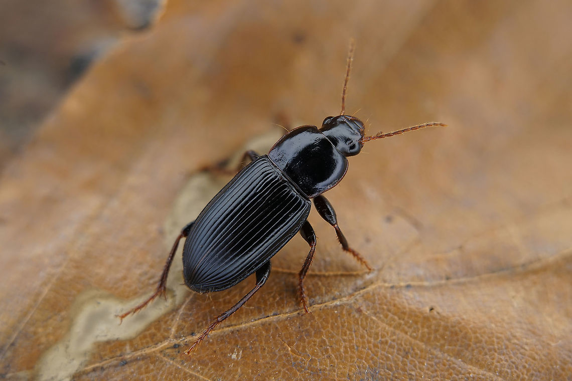 Cryptophonus tenebrosus (Dejean, 1829) 10 mm long Carabidae France,Geotagged,Harpalus tenebrosus,Summer