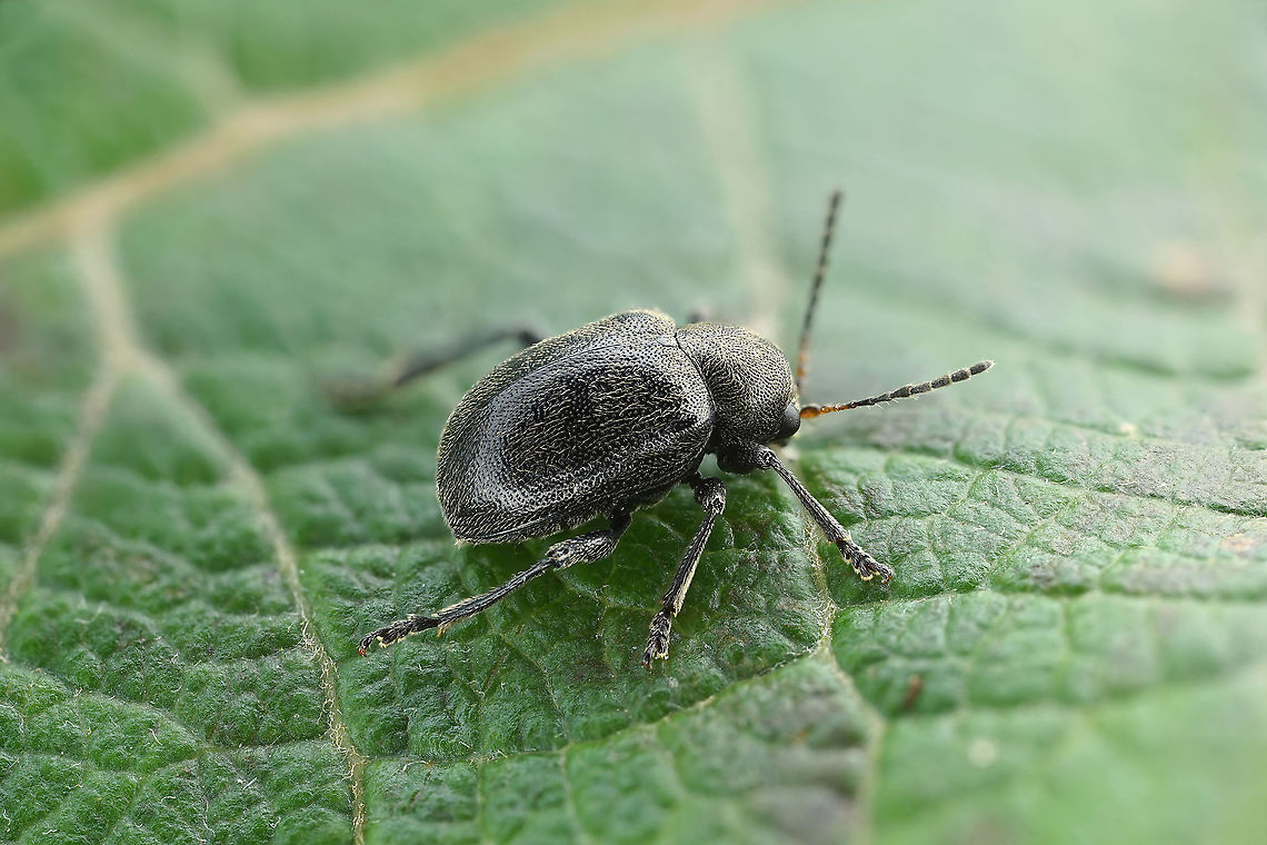 Bromius obscurus (Linnaeus, 1758) 4.8 mm long Chrysomelidae Bromius obscurus,France,Geotagged,Summer