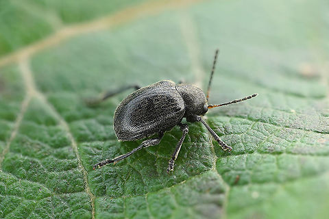 Bromius obscurus (Linnaeus, 1758) 4.8 mm long Chrysomelidae Bromius obscurus,France,Geotagged,Summer