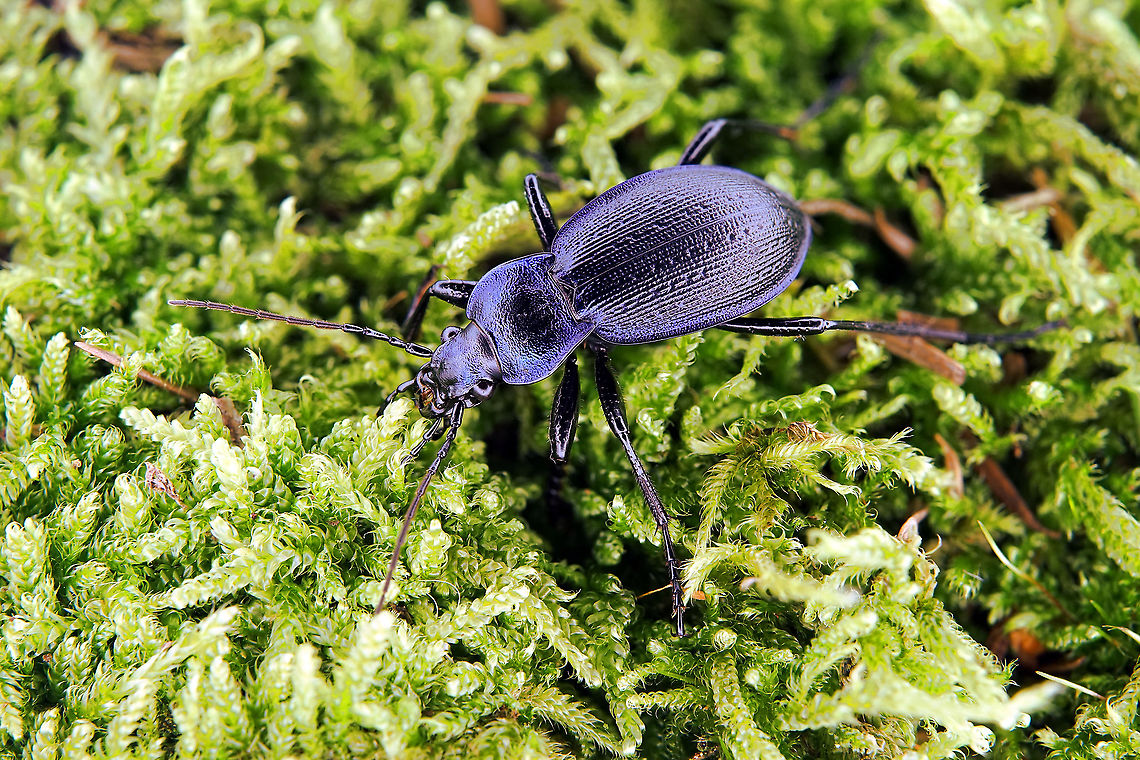 Carabus (Mesocarabus) problematicus Herbst, 1786 24 mm long Carabidae Carabus problematicus,France,Geotagged,Summer
