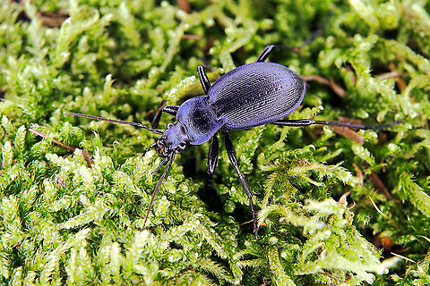 Carabus (Mesocarabus) problematicus Herbst, 1786 24 mm long Carabidae Carabus problematicus,France,Geotagged,Summer