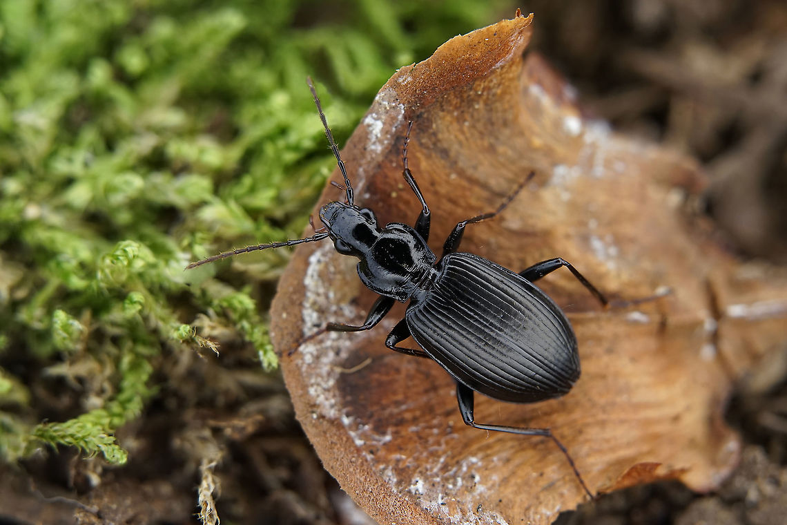 Platynus (Platynus) assimilis (Paykull, 1790) 12 mm long Carabidae France,Geotagged,Platynus assimilis,Summer