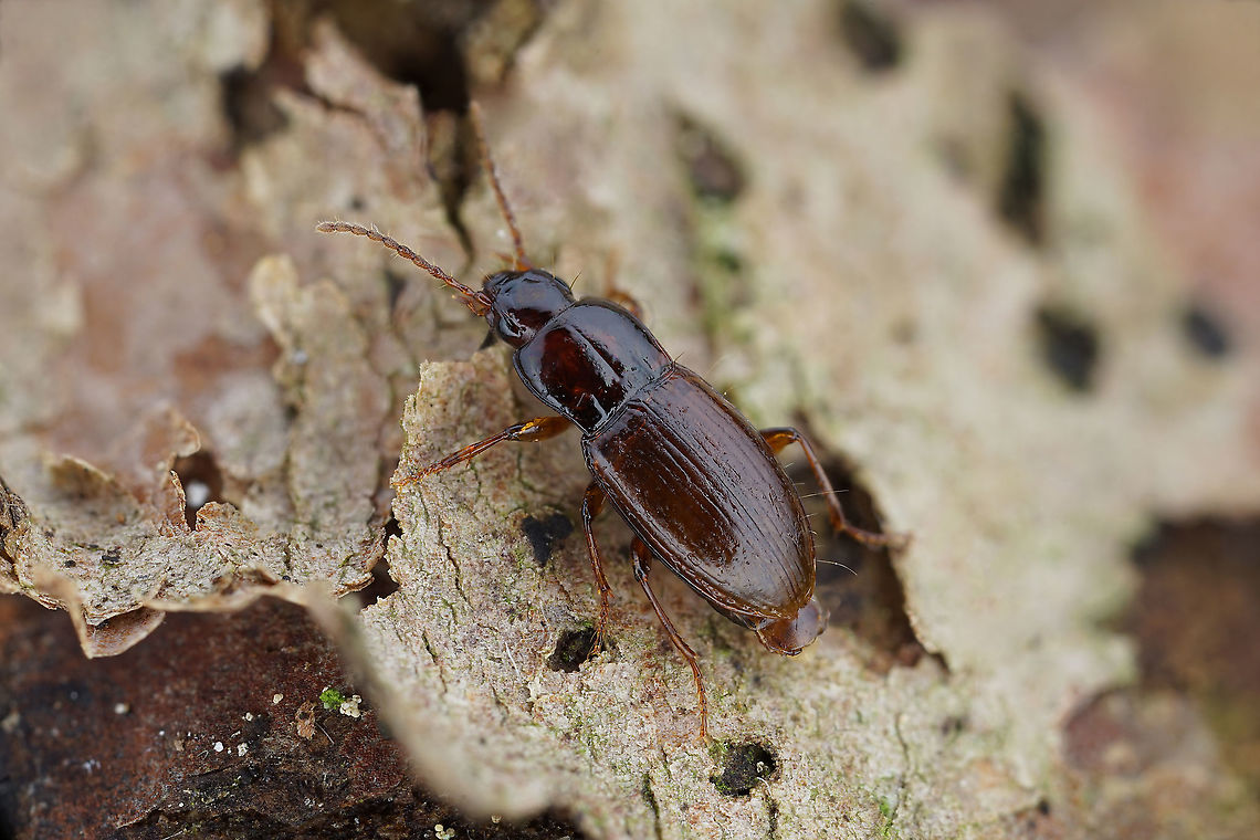 Pterostichus (Haptoderus) pumilio (Dejean, 1828) 4.6 mm long Carabidae France,Geotagged,Pterostichus pumilio,Summer