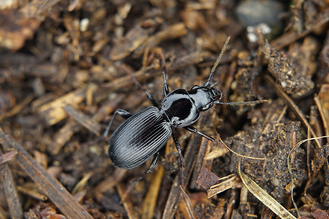 Pterostichus (Steropus) madidus (Fabricius, 1775) 14.8 mm long Carabidae France,Geotagged,Pterostichus madidus,Summer