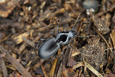 Pterostichus (Steropus) madidus (Fabricius, 1775) 14.8 mm long Carabidae France,Geotagged,Pterostichus madidus,Summer