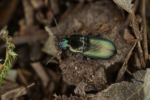 Harpalus (Harpalus) distinguendus (Duftschmid, 1812) 7.8 mm long Carabidae France,Geotagged,Harpalus distinguendus,Summer