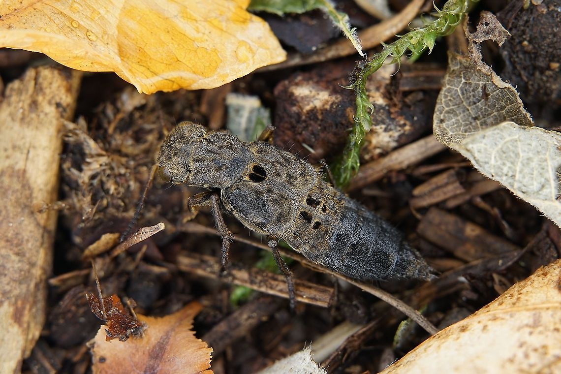 Ontholestes tessellatus (Geoffroy, 1785) 17 mm long Staphylinidae France,Geotagged,Ontholestes tessellatus,Summer