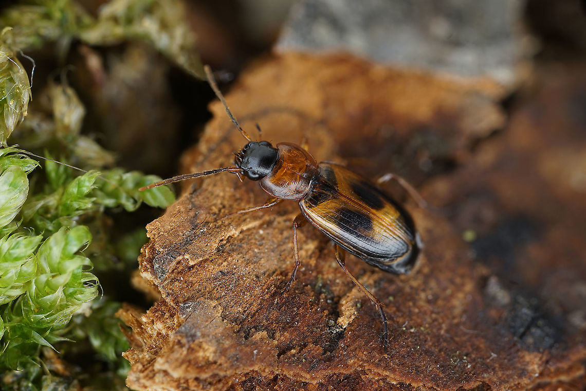 Badister bullatus (Schrank, 1798), female 6.5 mm long Carabidae Badister bullatus,France,Geotagged,Summer