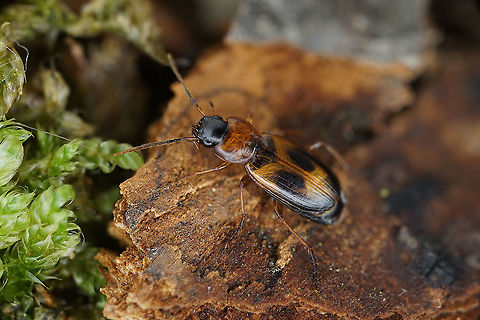 Badister bullatus (Schrank, 1798), female 6.5 mm long Carabidae Badister bullatus,France,Geotagged,Summer