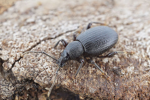 Otiorhynchus (Otiorhynchus) meridionalis Gyllenhal, 1834 8 mm long Entiminae Fall,France,Geotagged,Otiorhynchus meridionalis