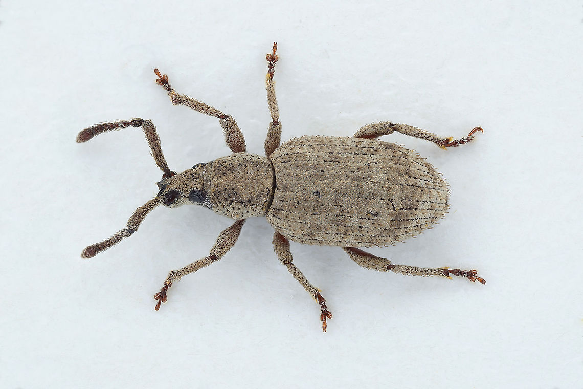 Simo hirticornis (Herbst, 1795) 6 mm long Entiminae Fall,France,Geotagged,Simo hirticornis