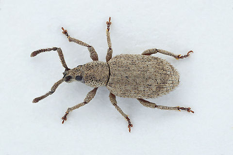 Simo hirticornis (Herbst, 1795) 6 mm long Entiminae Fall,France,Geotagged,Simo hirticornis