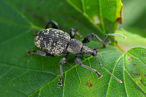 Otiorhynchus (Nehrodistus) corruptor (Host, 1789) 9.5 mm long Entiminae Fall,France,Geotagged,Otiorhynchus corruptor