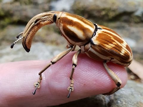 Poteriophorus sp. The meeting with this insect awakened my interest in beetles, it was in April 2019 in the Philippines.
It climbed on my hand while I was drying myself after a bath in the waterfalls nearby.
The photo has been taken by my wife with her Smartphone.
The body is arround 28 mm long, without rostrum...
I've posted it on two forums but no answer regarding the species.
My investigations lead me to either P. imperatrix or P. regulus.
I saw that Albert Kang has an impressive knowledge of Malaysian insects, he could maybe help me ? Geotagged,Philippines,Spring