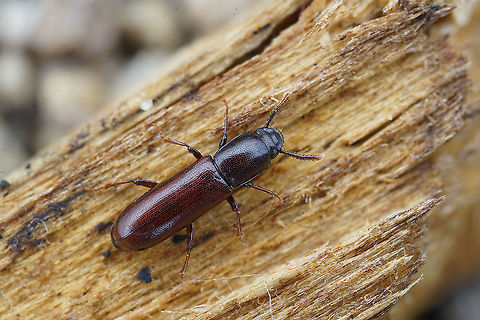 Corticeus unicolor