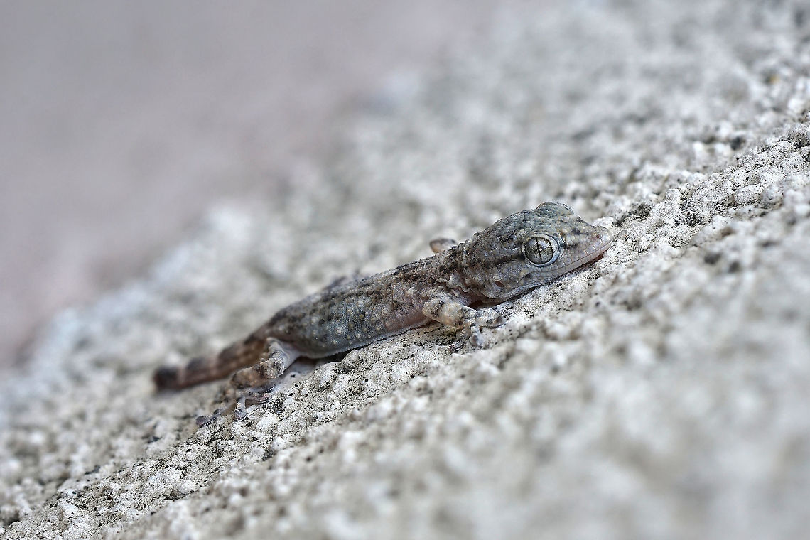Tarentola mauritanica (Linnaeus, 1758) Baby Tarentola, on a wall, downtown Villeurbanne. Fall,France,Geotagged,Moorish gecko,Tarentola mauritanica