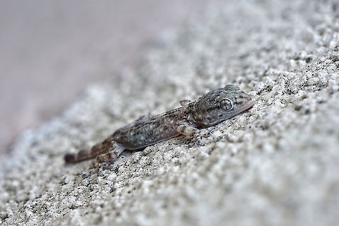 Tarentola mauritanica (Linnaeus, 1758) Baby Tarentola, on a wall, downtown Villeurbanne. Fall,France,Geotagged,Moorish gecko,Tarentola mauritanica