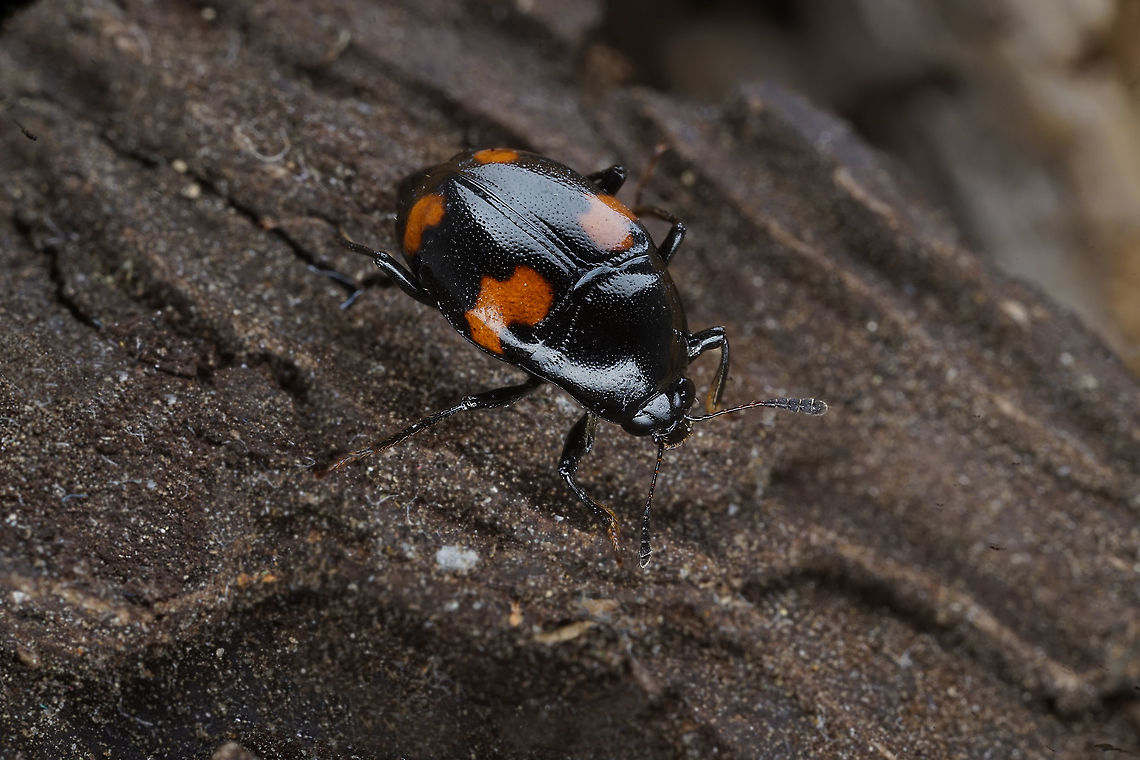 Scaphidium quadrimaculatum Olivier, 1790 5 mm long Staphylinidae Fall,France,Geotagged,Scaphidium quadrimaculatum