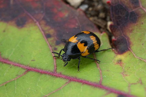 Diaperis boleti (Linnaeus, 1758) 6.5 mm long Tenebrionidae Diaperis boleti,Fall,France,Geotagged