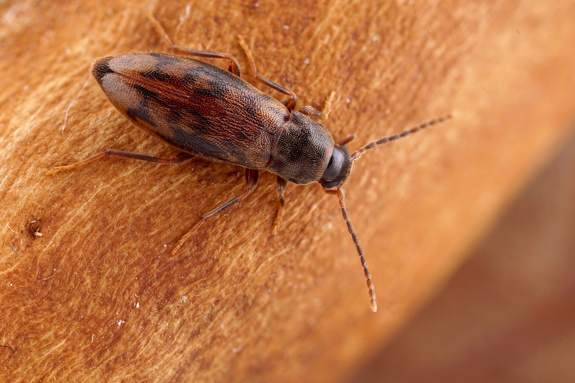 Marolia variegata (Bosc, 1791) 6.7 mm long Melandryidae<br />
Fed up waiting for spring time, I walked around checking behind the barks, found this cute beetle.<br />
 France,Geotagged,Marolia variegata,Winter