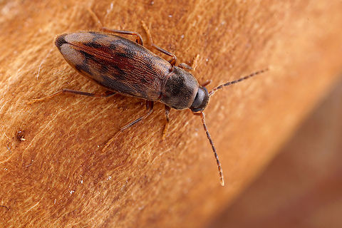 Marolia variegata (Bosc, 1791) 6.7 mm long Melandryidae
Fed up waiting for spring time, I walked around checking behind the barks, found this cute beetle.
 France,Geotagged,Marolia variegata,Winter