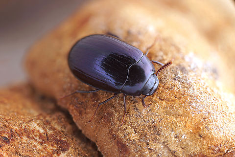 Platydema violacea (Fabricius, 1790) 7 mm long Tenebrionidae France,Geotagged,Platydema violacea,Winter