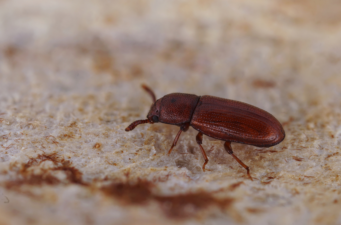 Palorus depressus (Fabricius, 1790) 2.8 mm long Tenebrionidae France,Geotagged,Palorus depressus,Winter