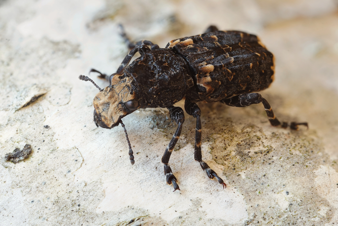 Platyrhinus resinosus (Scopoli, 1763) 12 mm long Anthribidae Cramp-ball fungus weevil,France,Geotagged,Platyrhinus resinosus,Winter