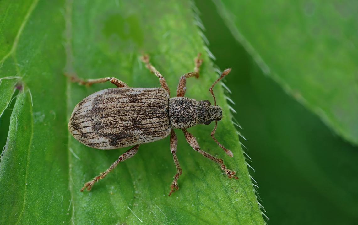 Polydrusus tereticollis (De Geer, 1775) 4.8 mm long Entiminae France,Geotagged,Polydrusus tereticollis,Spring