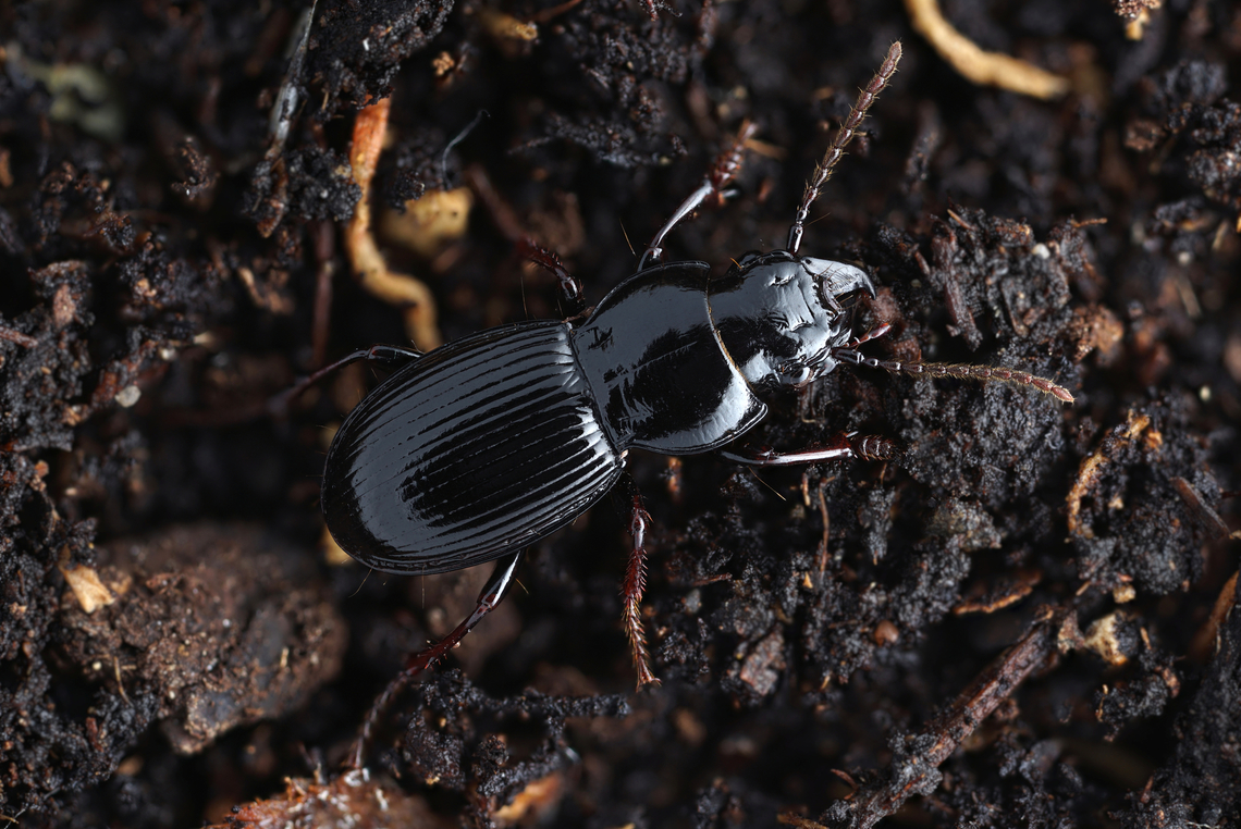 Molops piceus (Panzer, 1793) 11,5 mm Carabidae France,Geotagged,Molops piceus,Spring