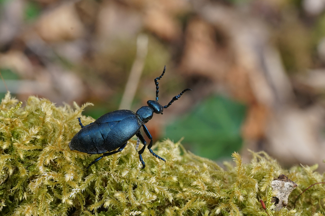 Meloe violaceus Marsham, 1802 24 mm long Meloidae France,Geotagged,Meloe violaceus,Spring