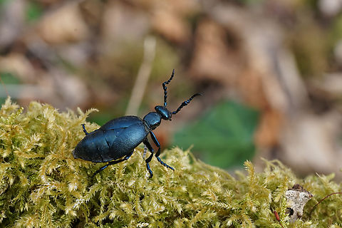 Meloe violaceus Marsham, 1802 24 mm long Meloidae France,Geotagged,Meloe violaceus,Spring
