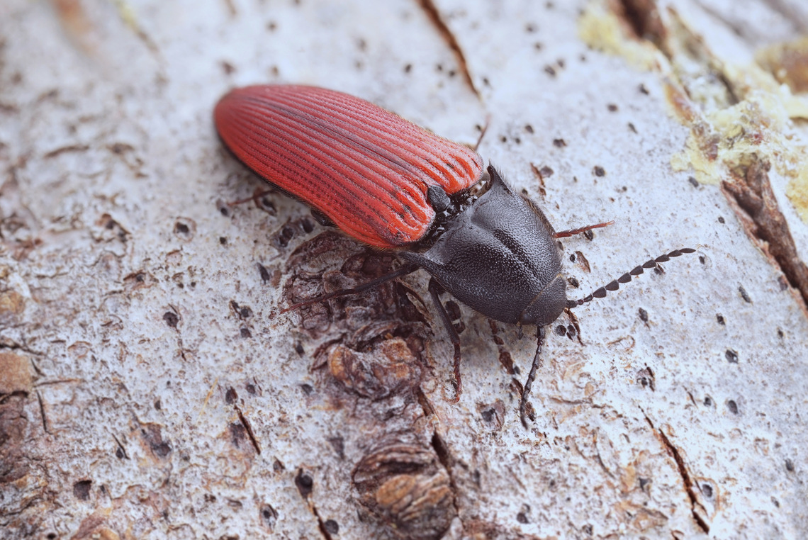 Ampedus (Ampedus) sanguineus (Linnaeus, 1758) 17 mm long Elateridae Ampedus sanguineus,France,Geotagged,Spring