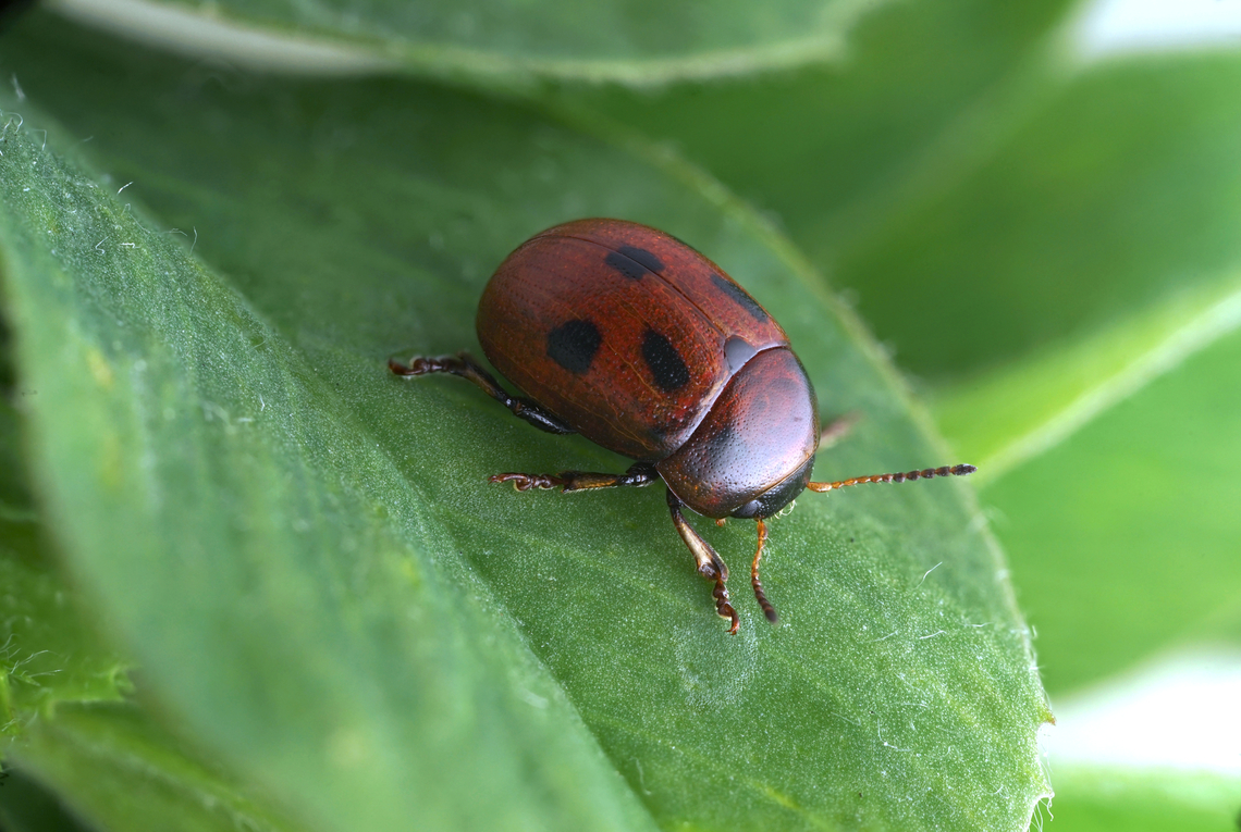 Gonioctena fornicata (Br&uuml;ggemann, 1873) 5.5 mm long Chrysomelidae France,Geotagged,Gonioctena fornicata,Spring