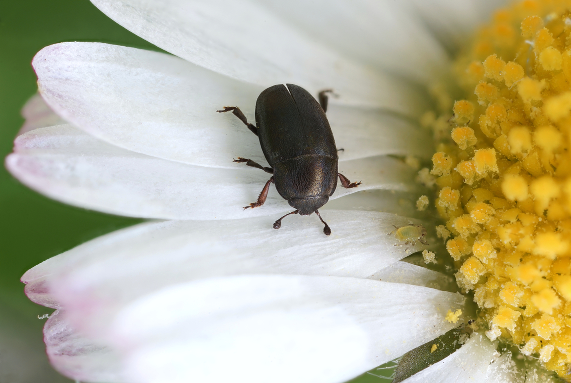 Brassicogethes aeneus (Fabricius,_1775) 2.5 mm long Nitidulidae Brassicogethes aeneus,France,Geotagged,Rape beetle,Spring