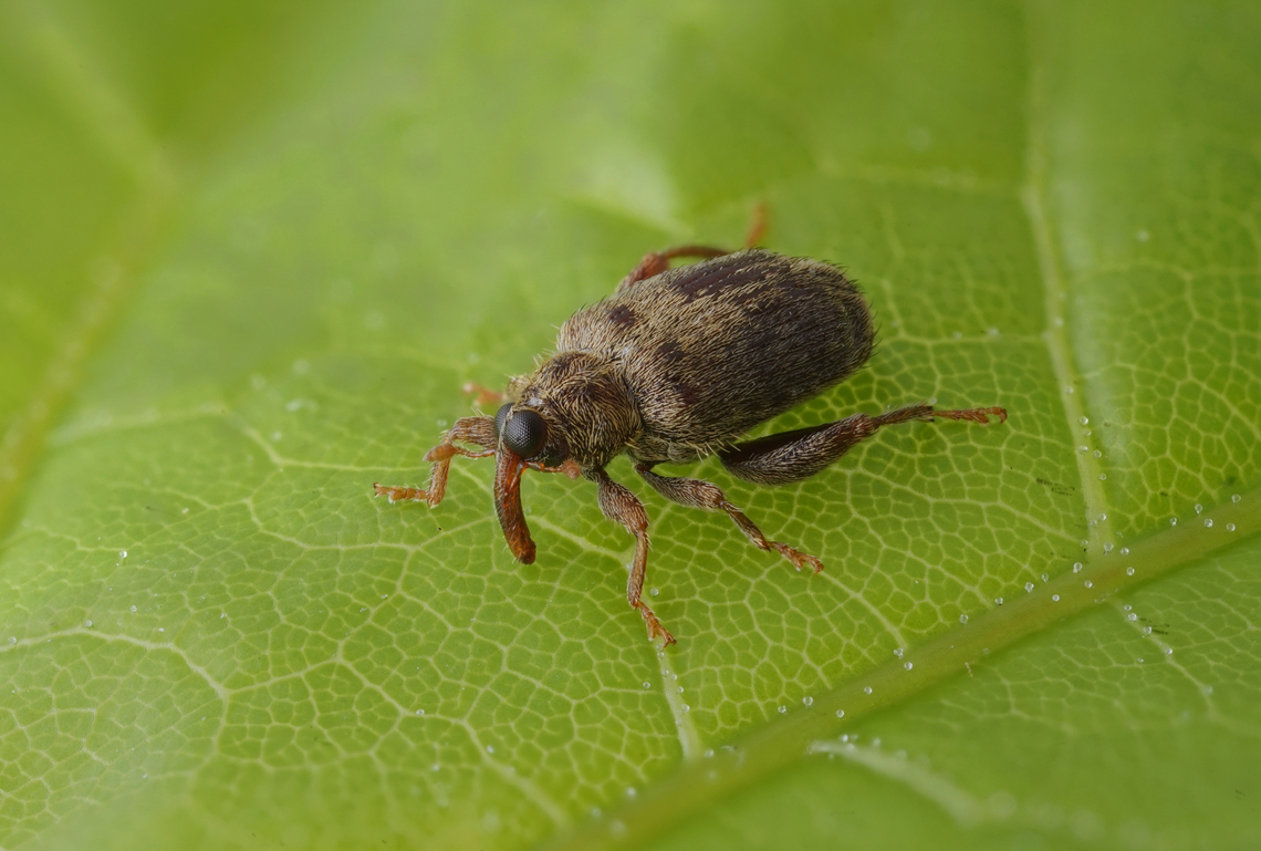 Orchestes quercus (Linnaeus, 1758) 3.1 mm long Curculioninae France,Geotagged,Orchestes quercus,Spring